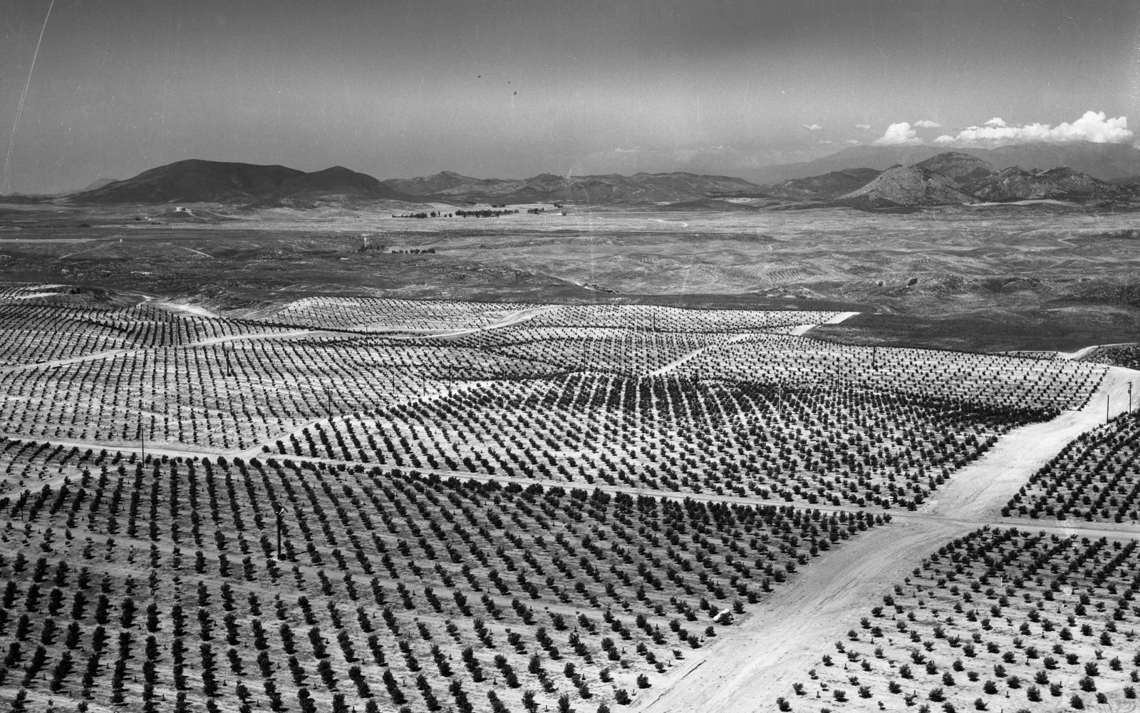 Rows of citrus crops photographed from above in Temecula Valley, showing agricultural fields with green trees and cleared ground